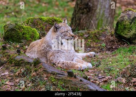 Lince eurasiatica (lynx Lynx) rilassato riposo gatto selvatico sul pavimento della foresta, Europa Foto Stock