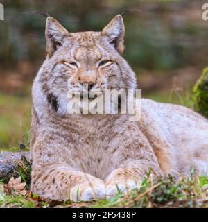 Lince eurasiatica (lince lince lince) primo piano ritratto, rilassato riposo gatto selvatico in cattività, Europa Foto Stock