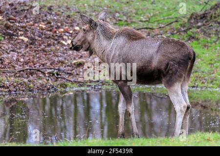 Alce, anche chiamato alce, mucca, (alces alces) femmina in acqua, parco naturale, Europa Foto Stock