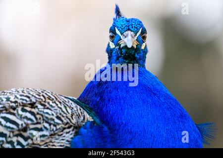 Peacock (Pavo cristatus) maschio indiano paafowl, testa e collo di pavone blu, primo piano, piume iridescenti Foto Stock