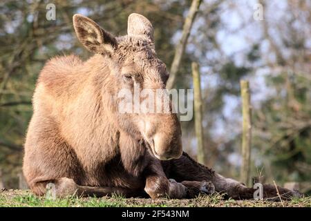 Alce, chiamata anche mucca di alce, (alces alces) primo piano Foto Stock