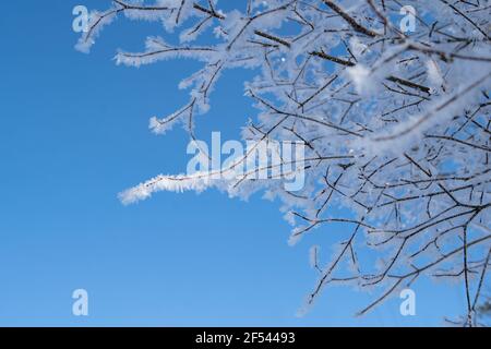 Ramo d'albero coperto di neve e gelo nella foresta invernale. Sfondo invernale Foto Stock