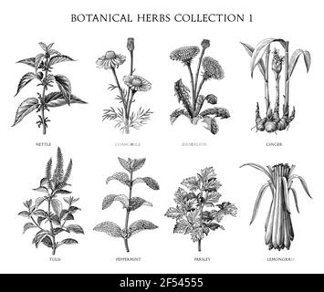 Collezione di erbe botaniche disegnare a mano incisioni in bianco e nero clip art isolato su sfondo bianco Illustrazione Vettoriale