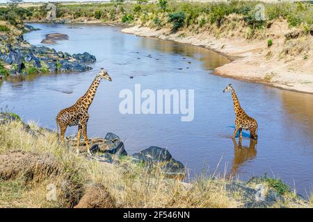 Masai giraffes (Giraffa camelopardalis tippelskirchi) Masai Mara, Kenya, uno in piedi sulla riva del fiume, l'altro che attraversa il fiume Mara Foto Stock