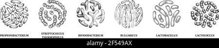 Serie di batteri probiotici disegnati a mano: lactococcus, lactobacillus, bulgaricus, bifidobacterium, propionibacterium, streptococcus. Illustrazione vettoriale Illustrazione Vettoriale