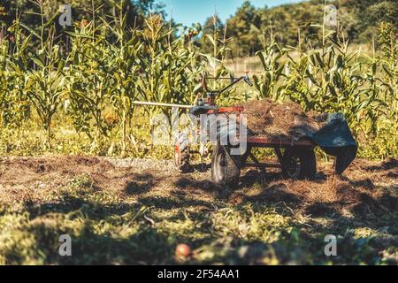 trattore con letame nel campo. Foto Stock