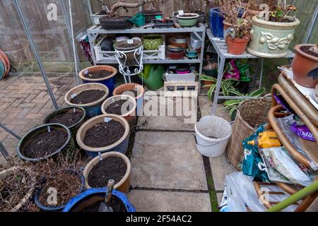 Serra pulita e Begonia tuberi piantati durante isolamento a causa di Covid-19 Treat, Northampton, Inghilterra, Regno Unito. Foto Stock