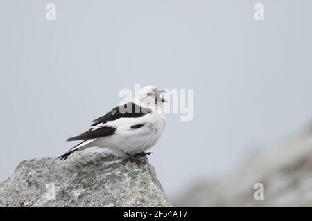 Snow Bunting - maschio in allevamento piumaggio cantando Plectrophenax nivalis Jokulsarlon Islanda BI027921 Foto Stock