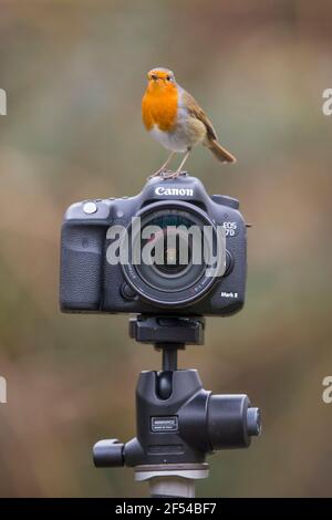 Kidderminster, Regno Unito. 24th marzo 2021. Tempo britannico: Tra le docce di pioggia oggi questo cameraman ha offerto la sua piena attenzione al sarebbe-essere fotografo, un uccello rapina colorato, rivisitando una vecchia frase - guardare la birdie. Questa è una frase spesso utilizzata dai fotografi di ritratto per afferrare l'attenzione di un bambino, eventualmente tenendo la loro attenzione con un giocattolo di uccello abbastanza lungo per scattare un'immagine nitida. Credit: Lee Hudson/Alamy Live News Foto Stock