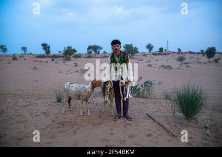 pastore con nuovo agnello nato nel deserto indiano del tar con fuoco selettivo sul soggetto e aggiunto rumore e grani. Foto Stock