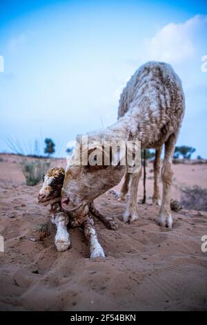 pecora o capra leccano il suo agnello dopo aver partorito nel deserto indiano del tar con fuoco selettivo sul soggetto e aggiunto rumore e grani. Foto Stock