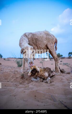 pecora o capra leccano il suo agnello dopo aver partorito nel deserto indiano del tar con fuoco selettivo sul soggetto e aggiunto rumore e grani. Foto Stock