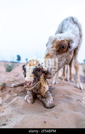 pecora o capra leccano il suo agnello dopo aver partorito nel deserto indiano del tar con fuoco selettivo sul soggetto e aggiunto rumore e grani. Foto Stock