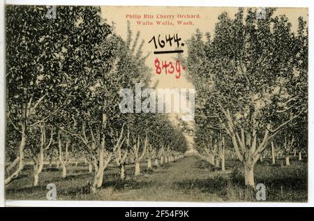 Philip Ritz Cherry Orchard, Walla Walla, Washington Nor. Philip Ritz è mensile, NOR, e. Foto Stock