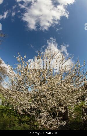 Blackthorne (Prunus spinosa) fioritura Foto Stock