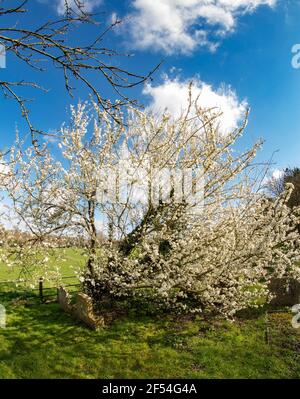 Blackthorne (Prunus spinosa) fioritura Foto Stock