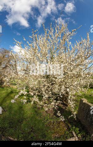 Blackthorne (Prunus spinosa) fioritura Foto Stock