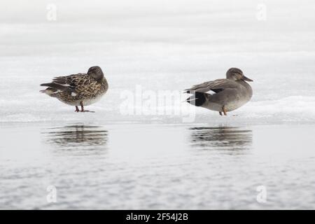 Canapiglia - su ghiaccio al bordo del lago Anas strepera Lago Myvatn Islanda BI028112 Foto Stock