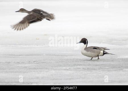 Pintail - maschio sul lago ghiacciato di ghiaccio presa femmina off Anas acuta Lago Myvatn Islanda BI028184 Foto Stock