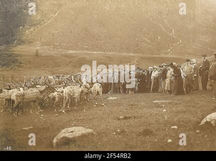 Norvegia. Foto di gruppo con turisti Hapag in un campo di semi con mandria di renne a Tromsø Foto Stock