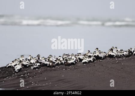 Eider comune - gregge in appoggio sulla spiaggia Somateria mollissima costa meridionale Islanda BI028301 Foto Stock