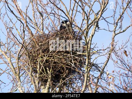 Il Rook, Corvus frugilegus, un uccello della famiglia corvo seduto su un nido in un rookery, Suffolk East Anglia UK Foto Stock