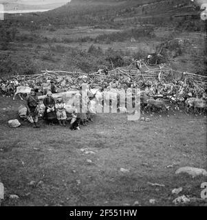 A Tromsø (Norvegia). Famiglia di semi che si pone di fronte ad un allevamento di renne nel campo di semi Foto Stock