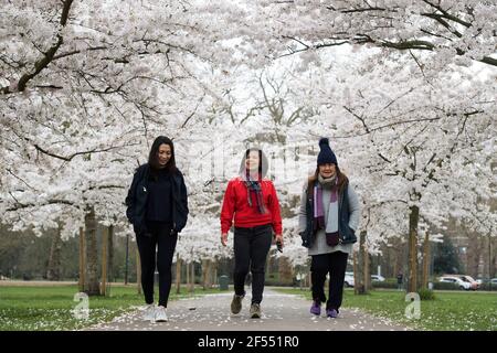 La gente cammina sotto la fioritura dei ciliegi nel Battersea Park, Londra. Data immagine: Mercoledì 24 marzo 2021. Foto Stock