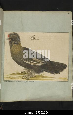 Gallina, nebbio. 311r. Pennello colorato ad acqua, incollato; 206 x 271 mm (specchio immagine). Da: Libro Naturalien C. D. a Füffe Thehren, di fronte a I. frutta e fiori. II. Insetti. III. Pesci. IV. Uccello. V. Thiere, tutti raffigurati dopo la vita a colori, sono localizzati, DE AO. da 1680 a 1708 ... GseGsammlet di ... Jacob Wilhelm Grieben ... completamente Beybracht di Dessen ultimo Puppen Gottfried Heinrich. Dresda: Slub mscr.dresd.q.31.m Foto Stock