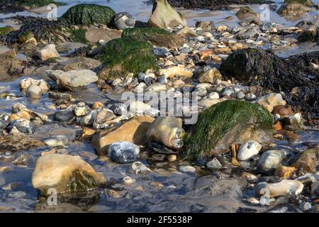 Rocce e alghe, Studland National Trust Foto Stock