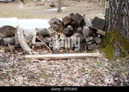 Tronchi di un albero malato segato sono accatastati sull'erba nel parco, pianta salute lavoro. Primavera paesaggio Foto Stock