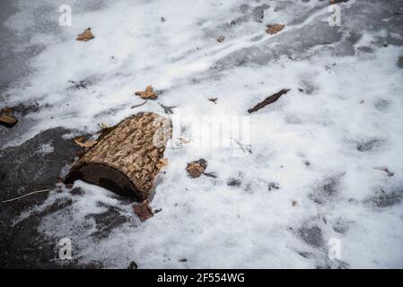 Tronchi di legno maltato in uno stagno di ghiaccio d'acqua. Ghiaccio dello stagno coperto di neve. Paesaggio invernale Foto Stock