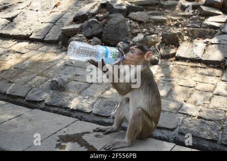 Assetato Bonnet Macaque bere acqua da una bottiglia, le grotte di Elefanta, all'isola di Elefanta o Gharapuri, Mumbai, Maharashtra, India Foto Stock