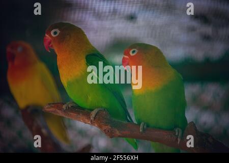 Due uccelli di coppia rosso-verde pappagallo seduti su un ramo di un albero in uno zoo. Foto Stock