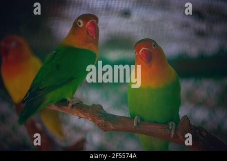 Due uccelli di coppia rosso-verde pappagallo seduti su un ramo di un albero in uno zoo. Foto Stock