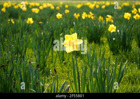 Narcisi gialle in un giorno di primavera soleggiato - primi fiori di primavera. Il nome latino di daffodil è 'narcissus'. In Germania, si chiama Osterglocke. Foto Stock