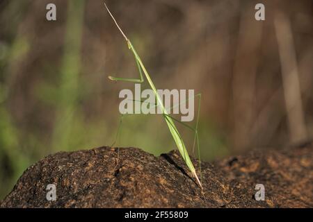 Twig mimic erba mantis, Schizocephala bicornis, Satara, Maharashtra, India Foto Stock