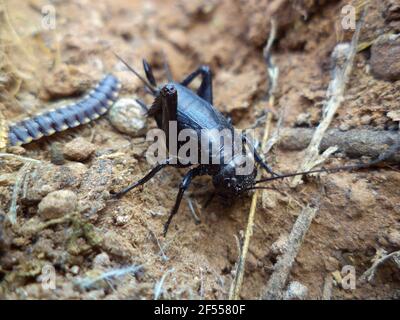 Cricket nero adulto, Gryllus bimaculatus, Satara, Maharashtra, India Foto Stock