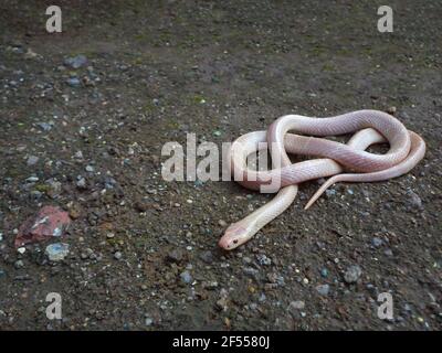 Albino krait comune, Bungarus caeruleus, Karnataka, India Foto Stock