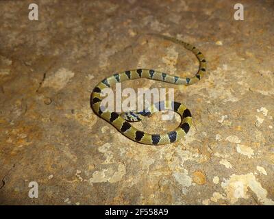 Dorsale del serpente Kukri comune, Oligodon arnensis, Satara, Maharashtra, India Foto Stock