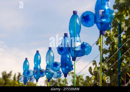 Nuovo uso per vecchie bottiglie di plastica - spaventando uccelli dentro i vigneti Foto Stock