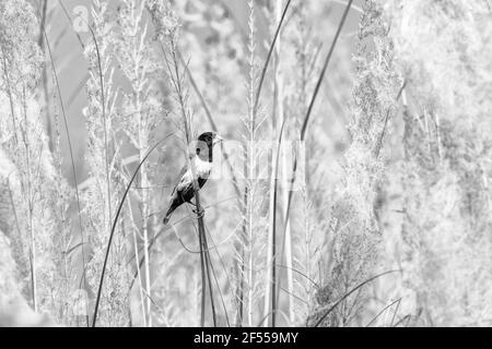 Munia a testa nera Foto Stock