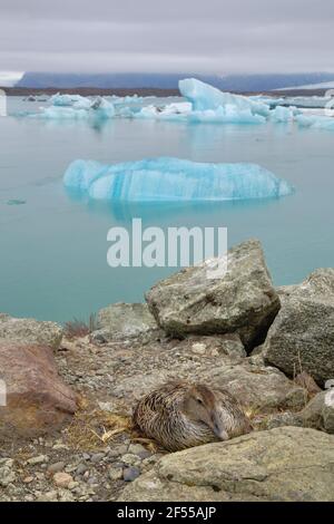 Eider comune - femmina sul nido con gli iceberg Somateria mollissima laguna di Jokulsarlon Islanda BI028610 Foto Stock