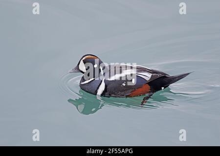 Harlequin Duck - maschio Histrionicus histrionicus laguna di Jokulsarlon Islanda BI028618 Foto Stock