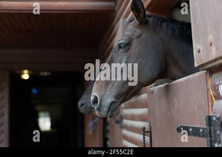 Due cavalli guarda attraverso finestra porta di legno stabile in attesa fai un normale allenamento mattutino Foto Stock