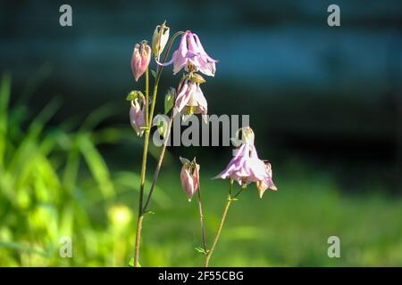 Fioritura Aquilegia vulgaris Fiori di columbine in primo piano giardino primaverile. Fiori di campana rosa su un gambo lungo alla luce del sole su uno sfondo verde sfocato. Foto Stock