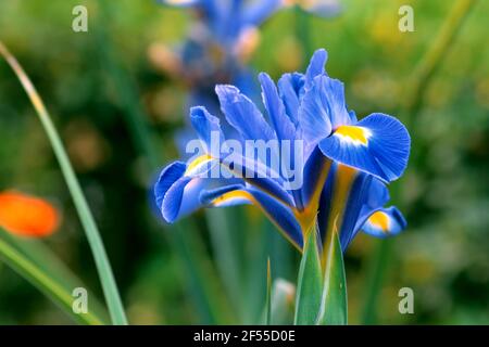 Iris reticolato.Iris reticolata fiore di primavera blu scuro in un giardino Foto Stock