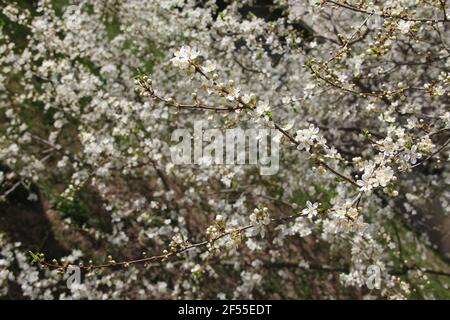Germogli bianchi delicati e freschi in fiore sui rami di a. albero di frutta nello sfondo offuscato di molte altre gemme in fiore in primavera Foto Stock