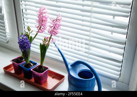 Tre giacinti multicolore in fiore sulla finestra con una lattine di irrigazione blu. Giardino sulla finestra. Spazio di copia e vista dall'alto. Foto Stock