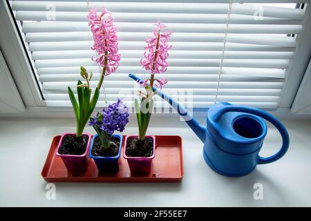 Tre giacinti multicolore in fiore sulla finestra con una lattine di irrigazione blu. Giardino sulla finestra. Spazio di copia e vista dall'alto. Foto Stock